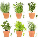 Jai Durga Herbs - Pure Botanical Herbs from Khari Baoli Delhi India, Wholesale Suppliers and Exporters of Pure Natural Herbs & Pure Ayurvedic Herbs