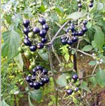 solanum nigrum"