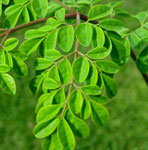 Moringa