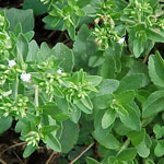 Stevia