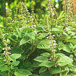 tulsi