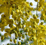 Amaltas