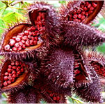 Annatto