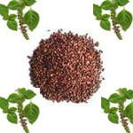 tulsi