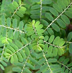 Phyllanthus Niruri





