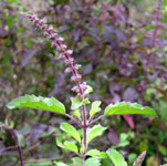 Tulsi